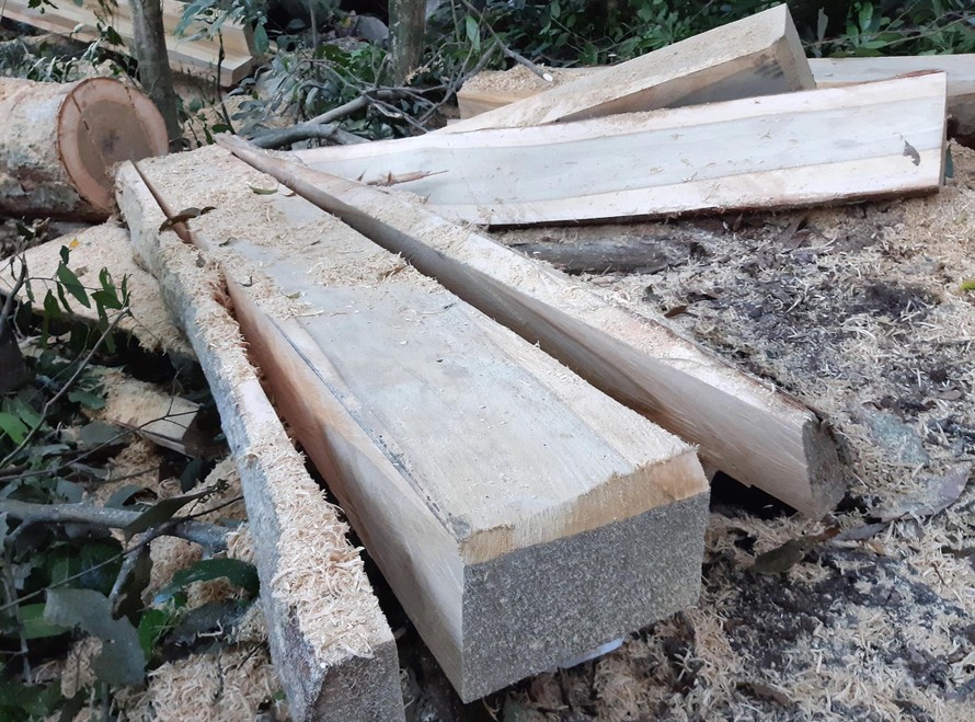 Hiện trường cánh rừng phòng hộ đầu nguồn ở Kông Chro (Gia Lai) bị hạ sát Ảnh: Lê Tiền 