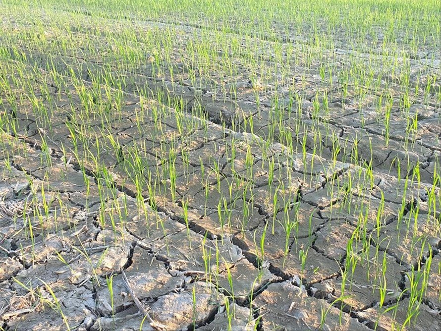 Nhiều diện tích lúa ở Nghệ An thiếu nước 