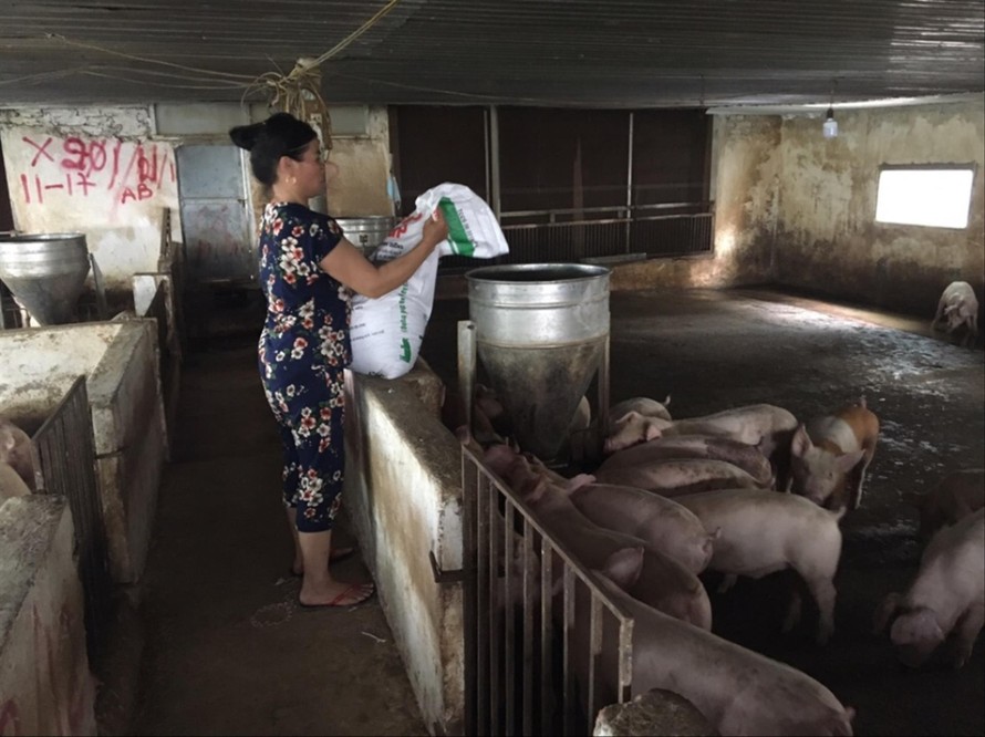 Trang trại nuôi lợn của gia đình ông Phạm Văn Ðông ở xã Ðông Lỗ (Hiệp Hòa, Bắc Giang) - một trong những hộ dân chớp được thời cơ giá thịt lợn tăng Ảnh: Nguyễn Thắng 