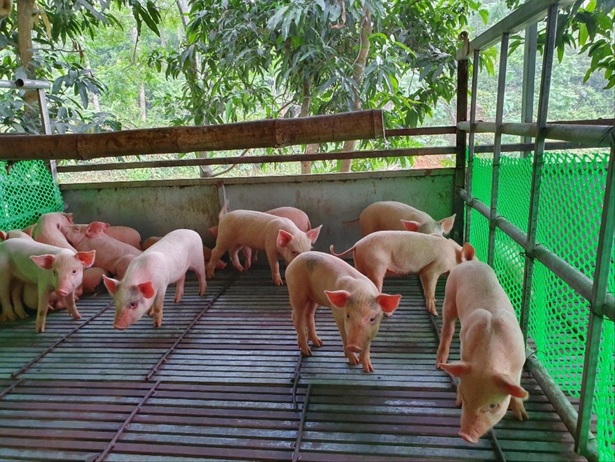 Thương lái bán lợn giống tại Cẩm Khê, Phú Thọ nói rằng, lợn giống đang hiếm, không thể giảm giá Ảnh: Ðức Anh