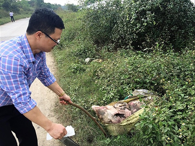 Xác lợn thối rữa được người dân vứt ra đường ở​Tản Lĩnh (Ba Vì, Hà Nội). Ảnh: MP