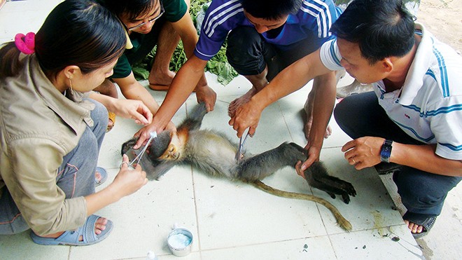 Một thú rừng bị thương được chăm sóc tại trung tâm cứu hộ và bảo tồn, phát triển sinh vật, Vườn Quốc gia Chư Mom Ray. Ảnh: Phạm Anh