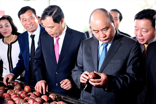 Thủ tướng Nguyễn Xuân Phúc, Bộ trưởng NN&PTNT Nguyễn Xuân Cường cùng các đại biểu tham quan xưởng chế biến rau quả xuất khẩu của Doveco ngày 11/2. Ảnh: Bình Phương 