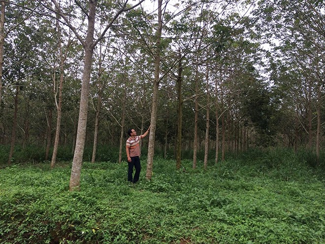 Gia đình ông Trần Ðình Mạnh (Chủ tịch UBND huyện Tuy Ðức từ 2008 đến 2015) đang trồng cao su trên diện tích đất thuê của Nhà nước được huyện cấp sổ đỏ