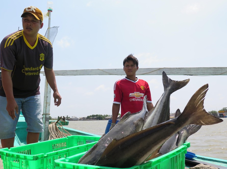 Thu hoạch cá nuôi trên biển ở Cà Mau. Ảnh: Tiến Hưng