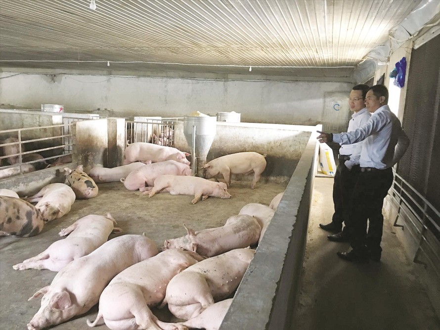 Một hộ chăn nuôi lợn ở huyện Thống Nhất 