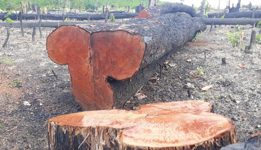 Rừng trên địa bàn huyện Ðức Cơ đang bị tàn phá nghiêm trọng 