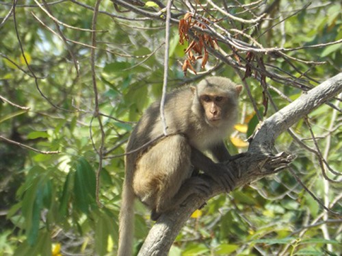 Khỉ ở núi Thình Thình được mô tả là loại khỉ vàng và khỉ mặt đỏ ảnh: Viết Hảo