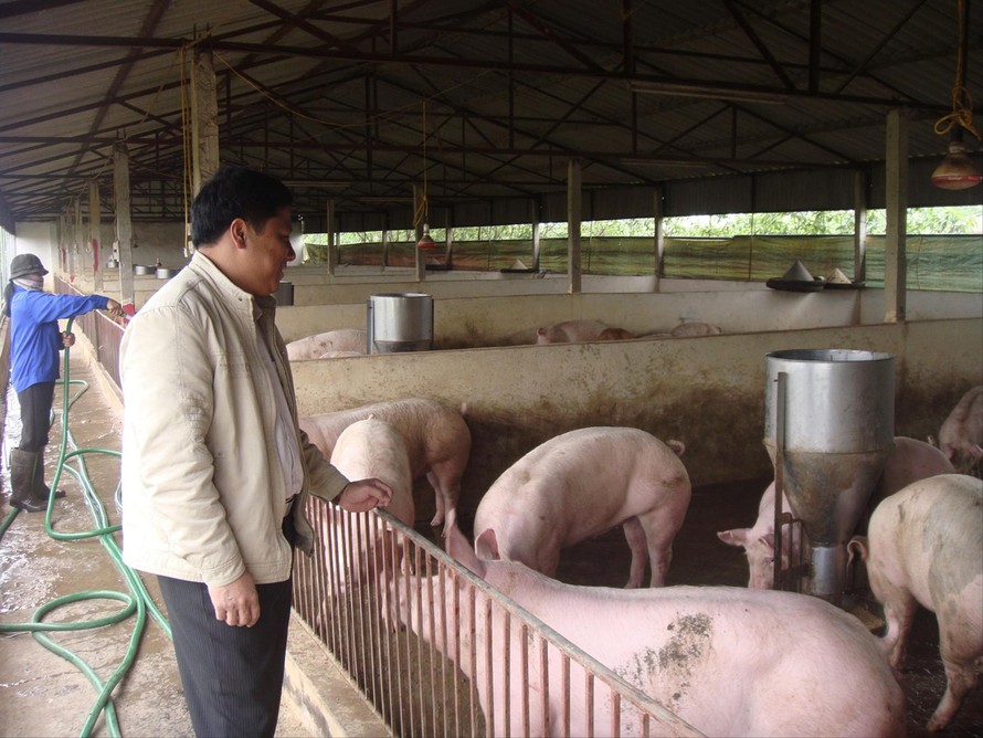 Thị trường lợn hơi và lợn thịt đang trong cơn khủng hoảng giá, ảnh hưởng đến người tiêu dùng Ảnh: Bình Phương 