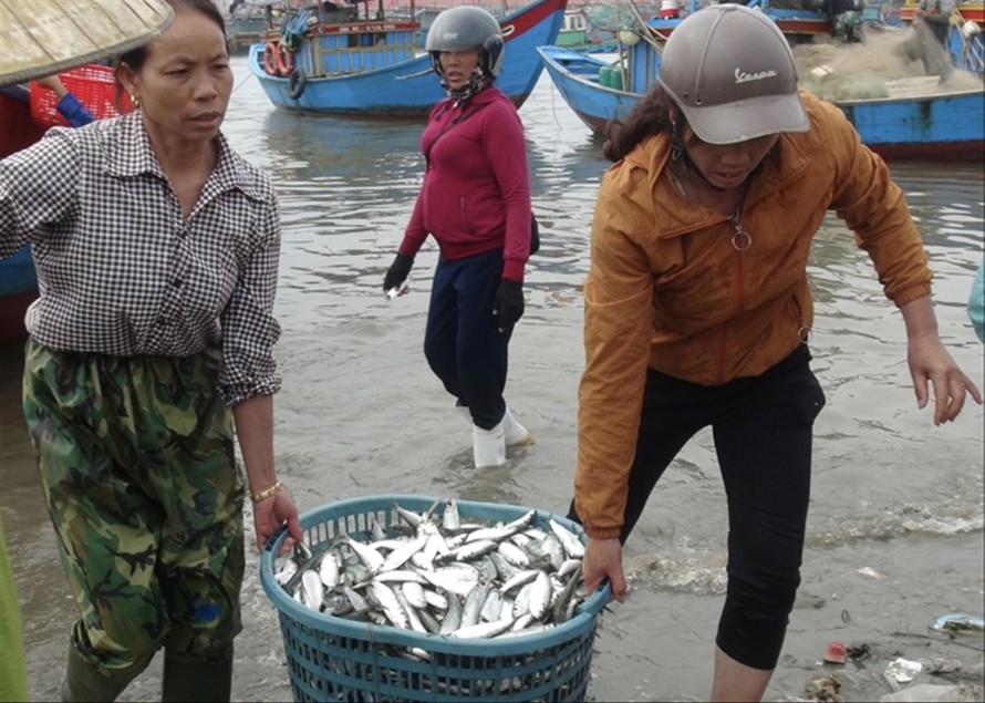 Sau Tết Nguyên đán, ngư dân bãi ngang Quảng Bình được mùa cá trích 