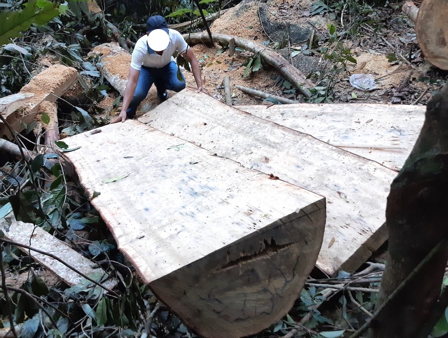 Hiện trường vụ khai thác lâm sản trái phép tại xã Sro’, huyện Kông Chro, tỉnh Gia Lai Ảnh: Lê Tiền 