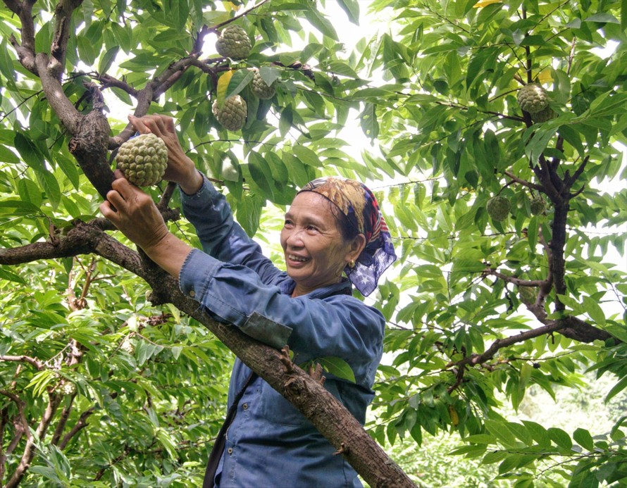 Niềm vui được mùa Ảnh: Duy Chiến 