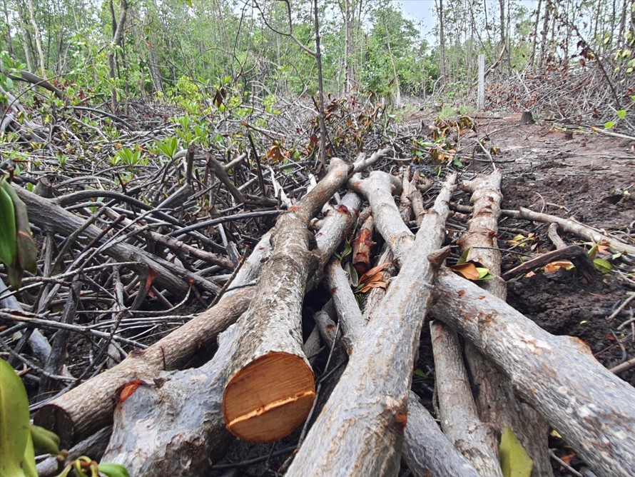 Một khu rừng đước tại thị trấn Kiên Lương bị chặt phá. Ảnh: Hồng Lĩnh