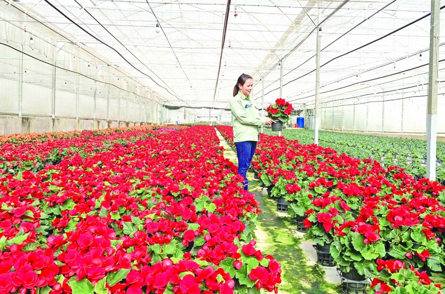 Trang trại hoa của Dalat Hasfarm 