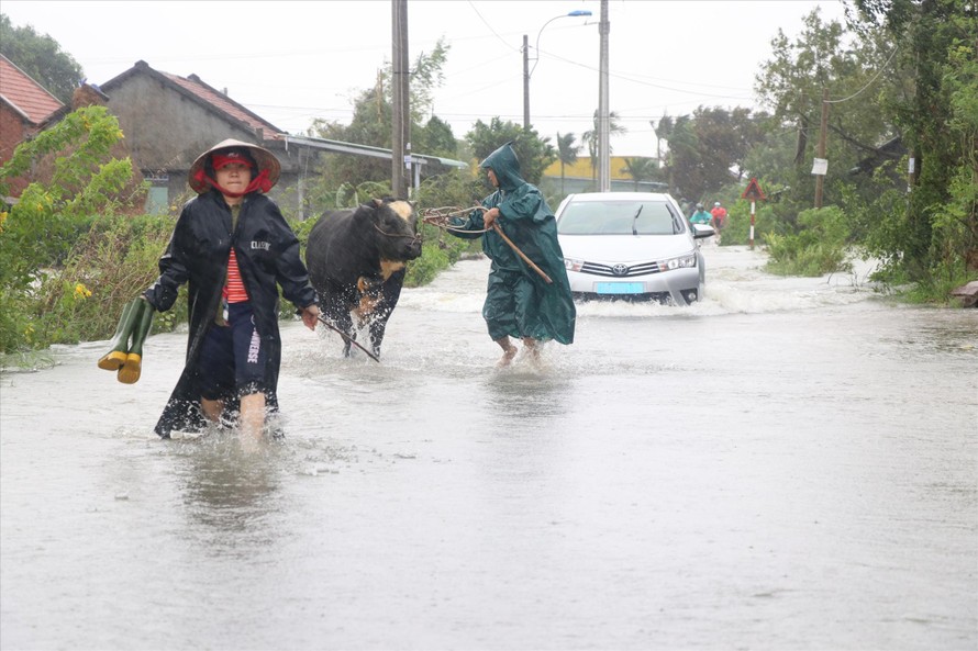 Dân xã Mỹ Hòa Đồng, huyện Tây Hòa, tỉnh Phú Yên đưa gia súc đi tránh bão lũ. Ảnh: Công Hoan 