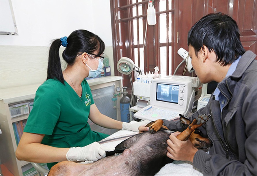 Khám chữa bệnh cho thú cưng tại bệnh viện thú y PetCare 