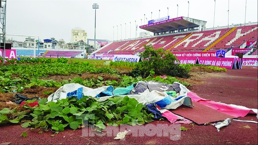 Khu vực sau cầu môn khán đài C sân Lạch Tray (Hải Phòng) được tận dụng trồng rau, hiện đã được dọn. ảnh: Hoàn Nguyễn 
