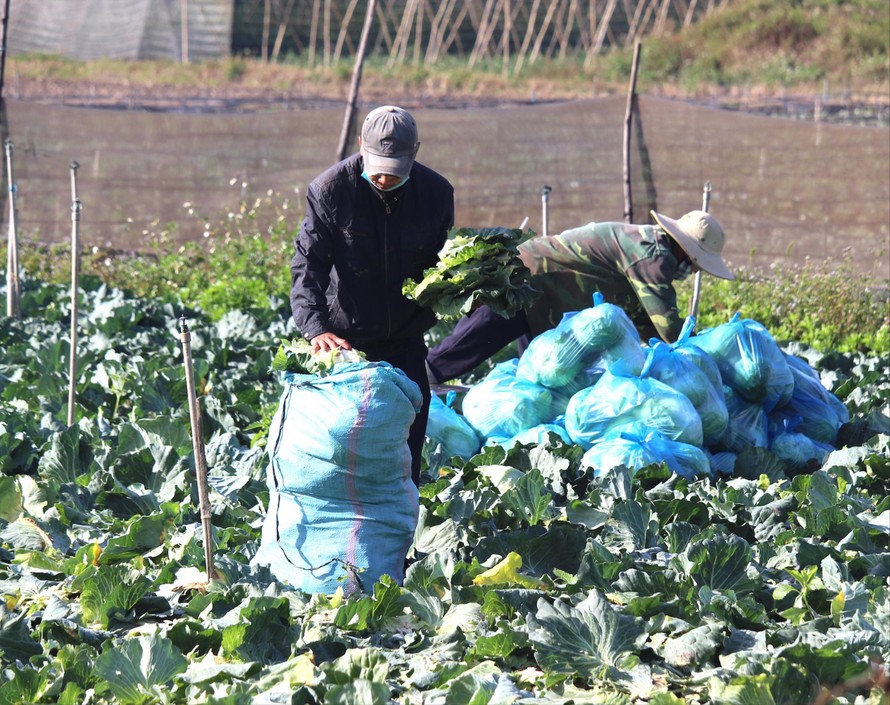 Người dân trồng rau ở xã Trà Đa, thành phố Pleiku lo lắng vì đầu ra đang bị ảnh hưởng bởi dịch COVID-19 