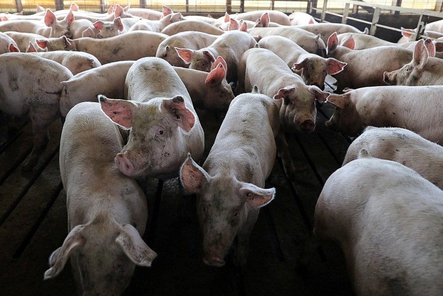 Nguy cơ xâm nhiễm đại dịch lợn nhập lậu từ Trung Quốc
