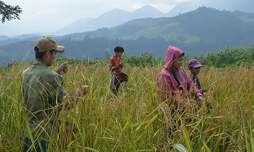 Vào mùa thu hoạch lúa rẫy, tất cả các thành viên trong gia đình đều phải lên rẫy để thu hoạch