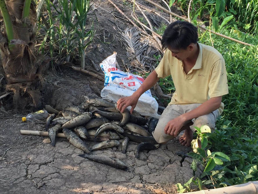 Cá của người dân phường Thuận An (thị xã Long Mỹ) bị chết hàng loạt do nước bị ô nhiễm