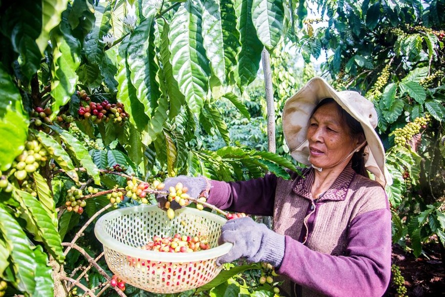 Cà phê là một trong những nông sản xuất khẩu chủ lực và sẽ được hưởng ưu đãi ngay khi EVFTA có hiệu lực