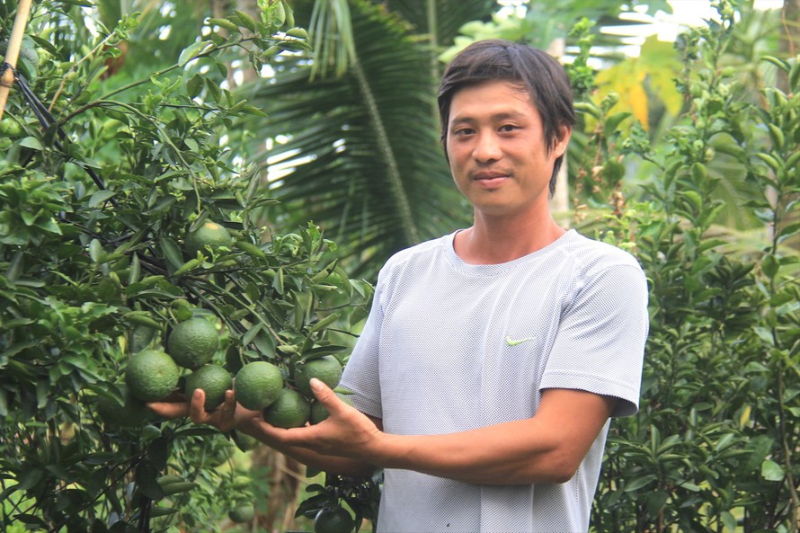 Vườn cam đang cho thu hoạch của anh Nguyễn Văn Hậu