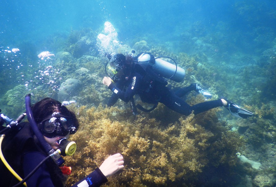 Thúy và Thảo chăm sóc các rạn san hô dưới biển Cù Lao Chàm