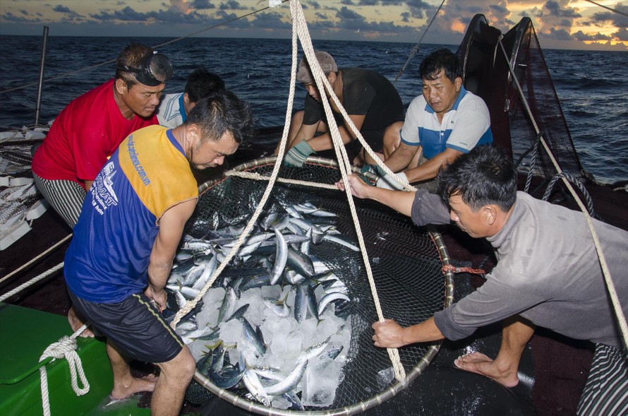 Tàu cá của ngư dân Quảng Nam bám biển, bất chấp lệnh cấm đánh bắt cá của Trung QuốcẢnh: LÊ VĂN CHƯƠNG 