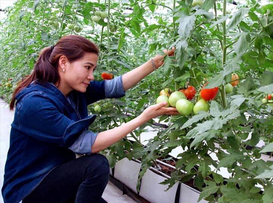 Chị Lê Thị Vân bên mô hình cà chua công nghệ cao ẢNH: NVCC 