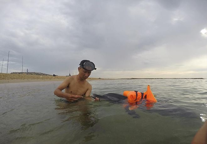 Anh Lê Chiến, thành viên đội đang chăm sóc cho chú cá heo bị thương dạt vào bờ biển tỉnh Quảng Nam. Ảnh: NVCC