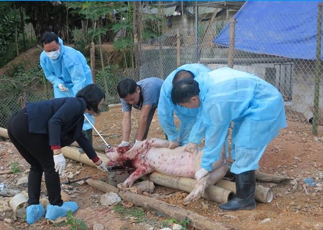 Lực lượng chức năng lấy mẫu xét nghiệm đàn lợn tại huyện Văn Quan (ngày 9/11), kết quả âm tính với bệnh dịch. ảnh: Duy Chiến 
