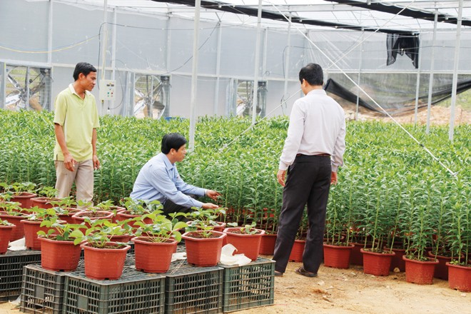 Giám đốc Sở KH-CN Quảng Trị Trần Ngọc Lân giới thiệu về chất lượng hoa lily trồng ở Sa Mù hơn hẳn những nơi khác