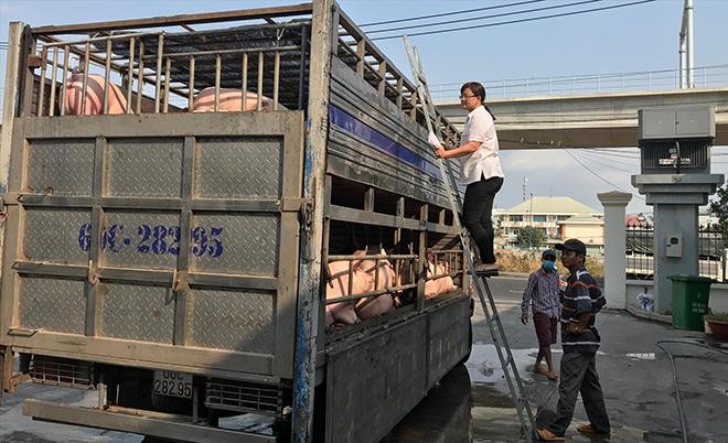 Lực lượng chức năng tại trạm Kiểm dịch động vật Thủ Đức kiểm tra xe lợn trước khi cho vào thành phố. (Ảnh chụp chiều ngày 1/3). Ảnh: Ngô Bình