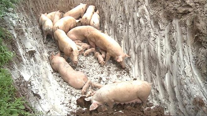 Lợn nhiễm dịch tả lợn châu Phi tại xã Yên Hòa, huyện Yên Mỹ bị tiêu hủy 