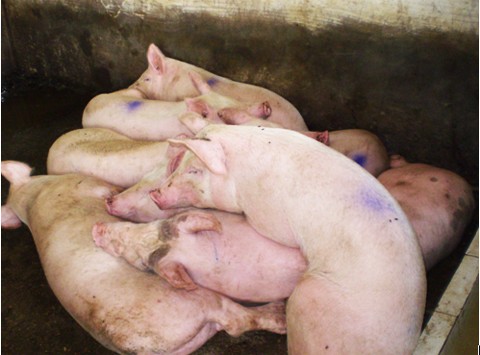 Thủ phủ chăn nuôi Đồng Nai căng mình ứng phó dịch tả lợn 