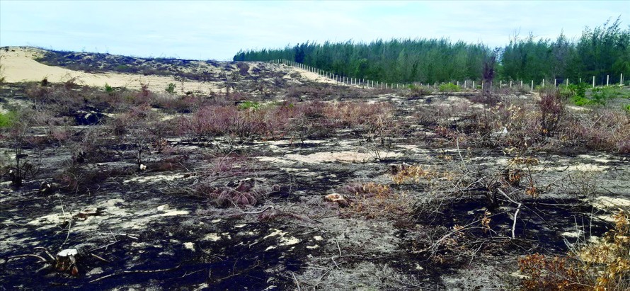 Hơn 140 ha rừng dương nằm trong diện tích được giao cho Công ty CP Phong điện Phương Mai để thực hiện dự án bị cưa, đốt sạch Ảnh: Trương Định