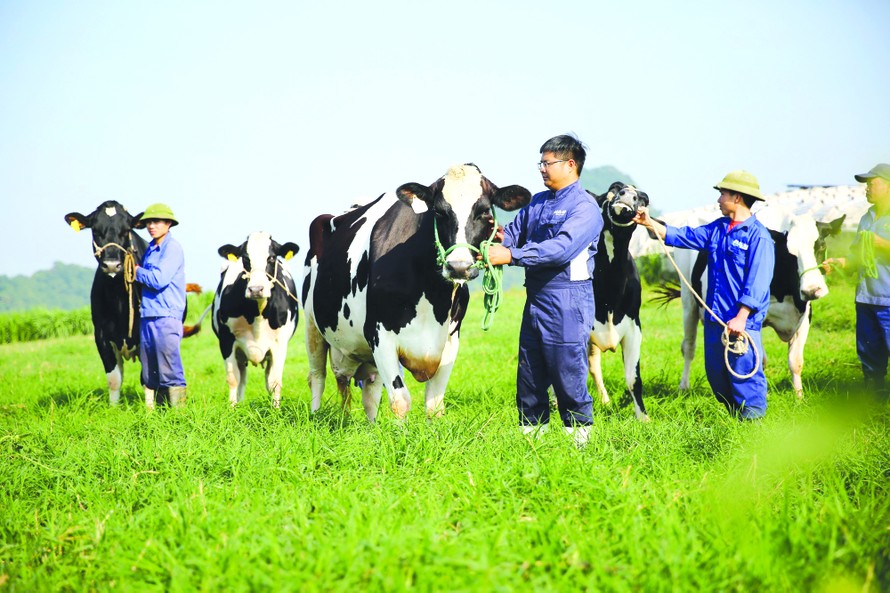 Quỹ bảo hiểm vật nuôi, bảo hiểm giá sữa, hỗ trợ sản xuất…là những chính sách “bà đỡ”, giúp các hộ dân yên tâm sản xuất, gắn kết với Mộc Châu Milk 
