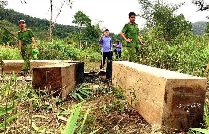 Vụ khai thác lâm sản trái phép mà phóng viên báo Tiền Phong phát hiện trên địa bàn huyện Ia Pa, Gia Lai 