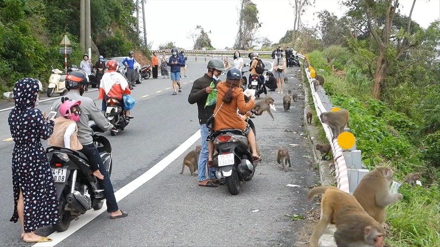 Đàn khỉ tràn xuống đường xin ăn tạo nên cảnh hỗn loạn giữa đường 