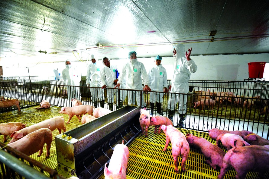 Bộ trưởng NN&PTNT kiểm tra công tác tái đàn, tăng đàn ở doanh nghiệp chăn nuôi lớn