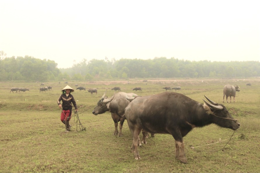 Người dân được thuê vỗ béo trâu, bò ở xã Đại Sơn, huyện Đô Lương (Nghệ An)