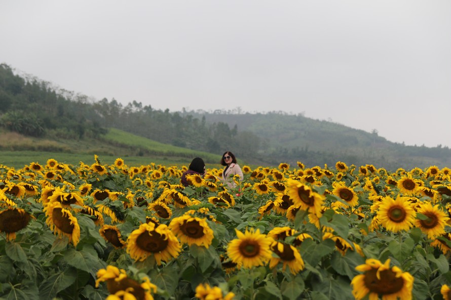 Du khách đến tham quan, chụp ảnh tại cánh đồng hoa Hướng dương