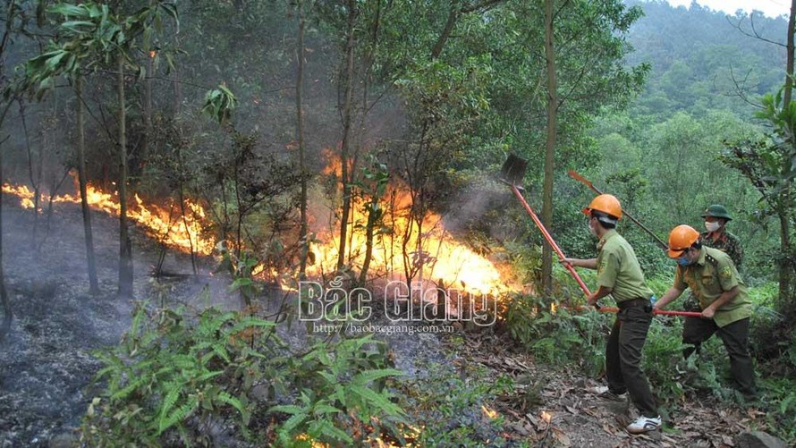 Vụ cháy gây thiệt hại 8,87ha rừng và cây vải thiều. Ảnh: Báo Bắc Giang