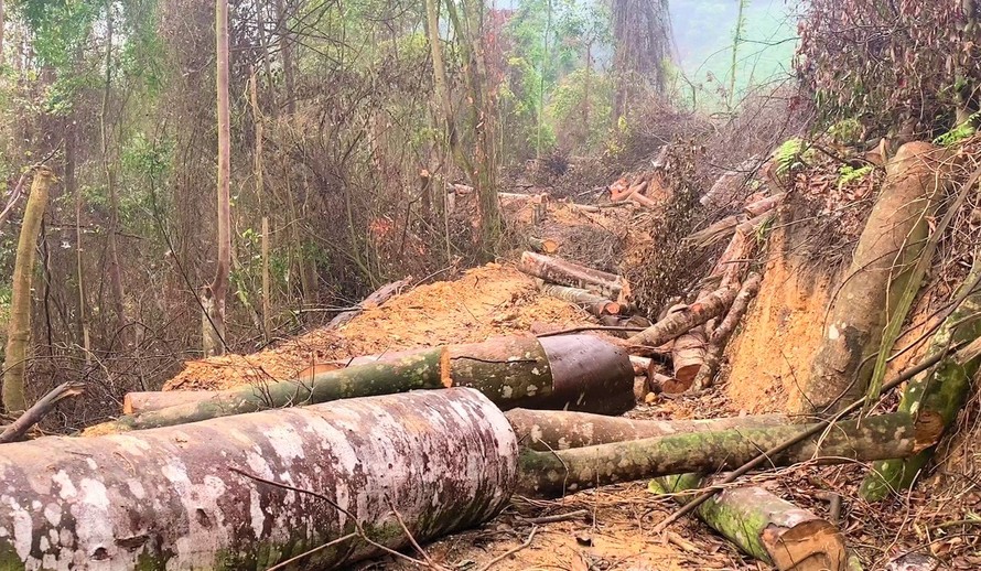 Để xảy ra vụ phá 2,8 ha rừng tự nhiên, lãnh đạo tỉnh Bắc Kạn nói gì?