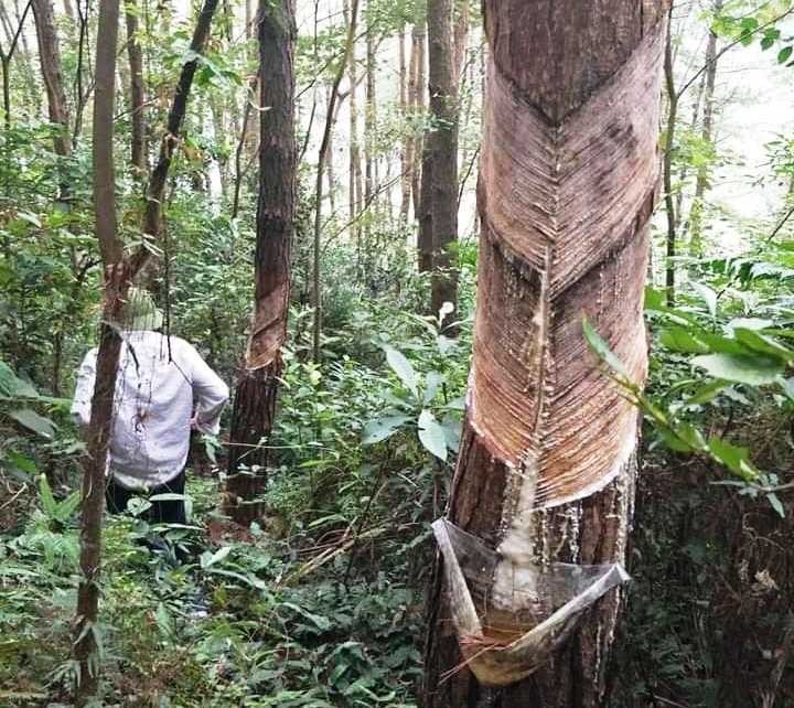 Hàng nghin cây thông trong vườn Quốc gia Tam Đảo bị cạo vỏ lấy nhựa
