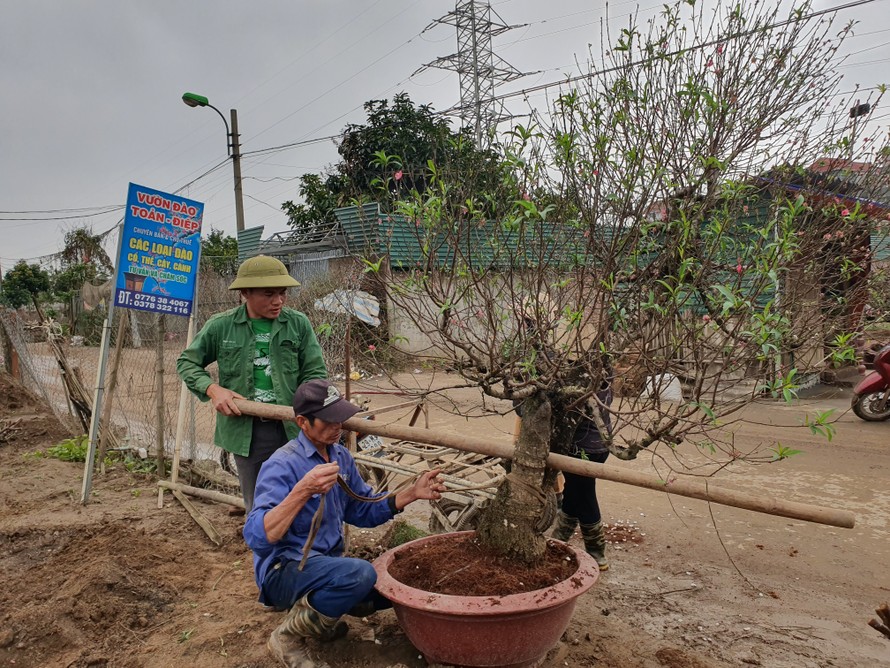 Mỗi ngày có người thu nhập tiền triệu từ việc gom đào thuê cho các chủ vườn ở Nhật Tân Hà Nội.