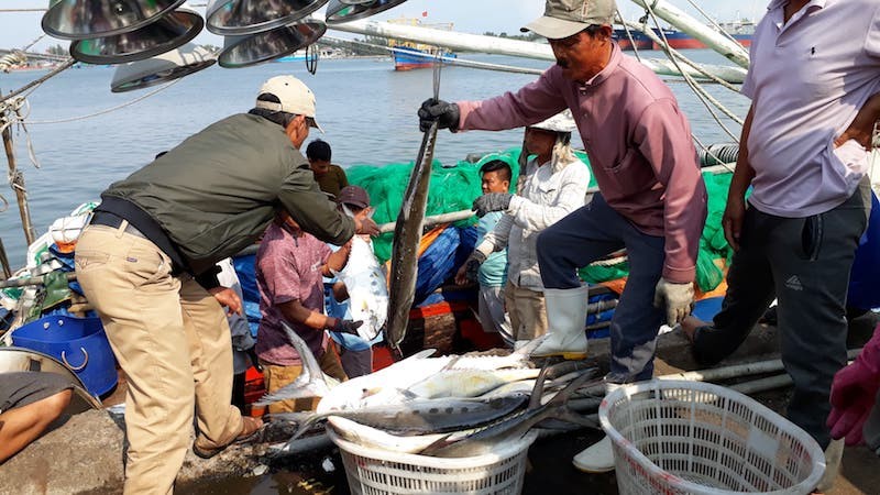 Không khí mua bán mẻ cá bè vàng 7 tỷ diễn ra tấp nập, vui tươi tại Cảng cá Cửa Việt. Ảnh: Ngọc Vũ.