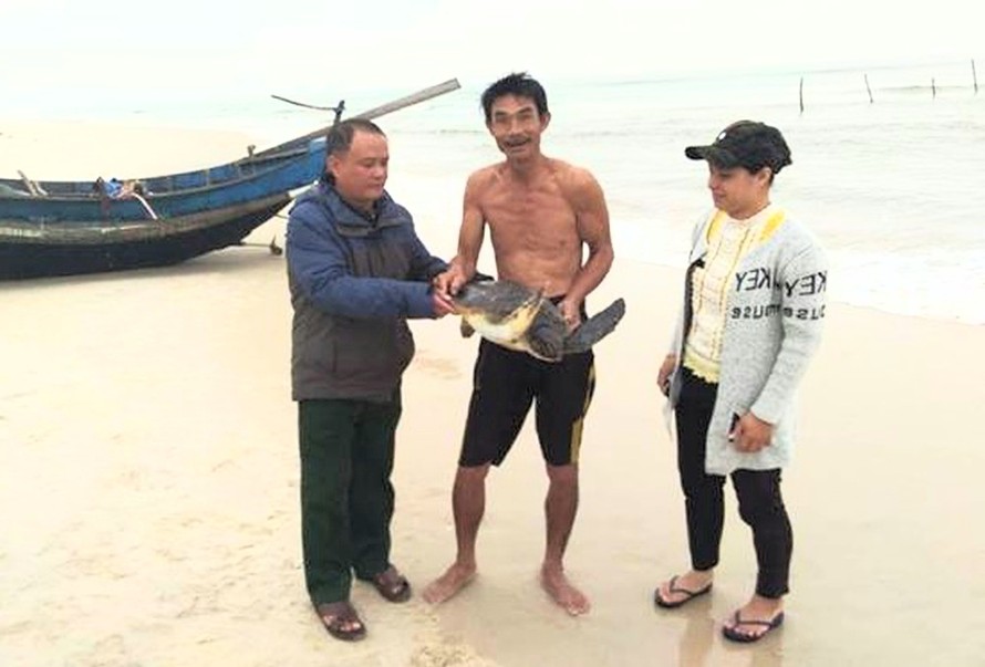 Ngư dân Nguyễn Văn Bình (giữa) tặng lại rùa biển quý cho cơ quan chức năng để trả về lại môi trường tự nhiên.