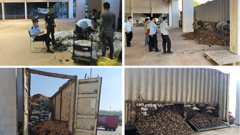 Độn hơn 24 tấn than lậu trong xe chở dăm gỗ xuất khẩu sang Lào